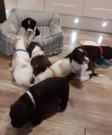 Cocker spaniel x puppies for sale in Griston, Norfolk - Image 4