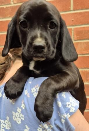 Cocker spaniel x puppies for sale in Griston, Norfolk - Image 5