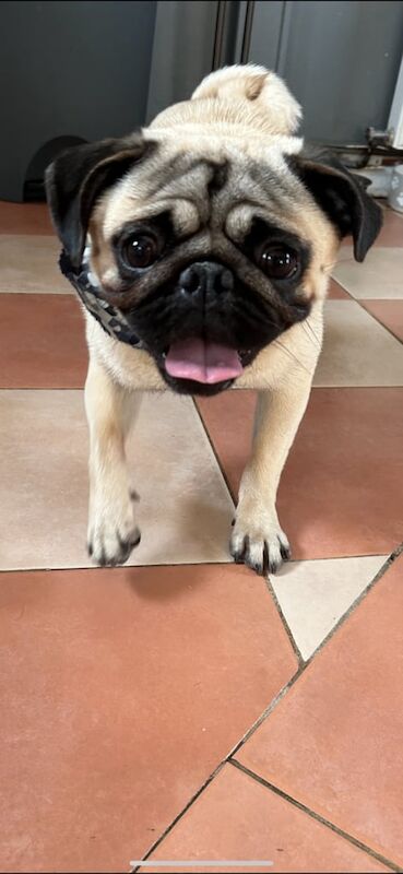 Cute pug for sale. for sale in Antrim, Antrim