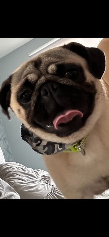 Cute pug for sale. for sale in Antrim, Antrim - Image 2