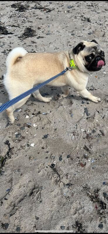 Cute pug for sale. for sale in Antrim, Antrim - Image 3