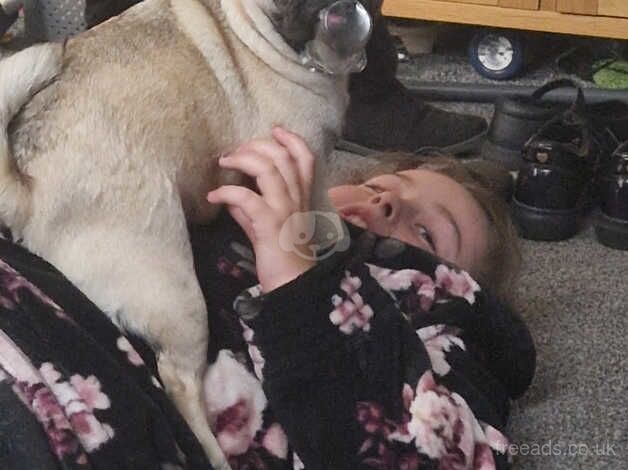 Darcie the Pug for sale in Poole, North Yorkshire - Image 2