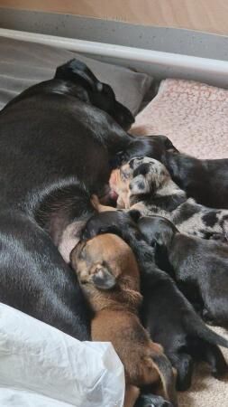 Daschund X Pug puppies Almost ready for homes for sale in Letchworth Garden City, Hertfordshire - Image 4