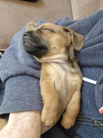 Daschund X Pug puppies Almost ready for homes for sale in Letchworth Garden City, Hertfordshire - Image 5