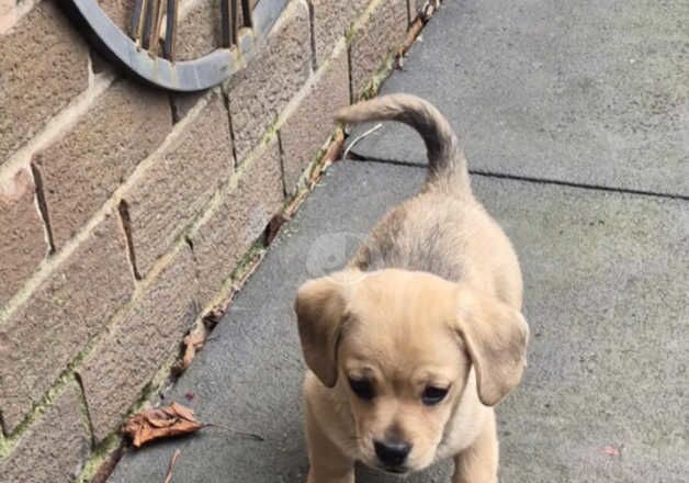 Pug Puppies for sale in West Yorkshire