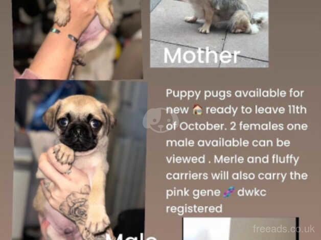 Exotic pug puppies for sale in Dudley, West Midlands - Image 1