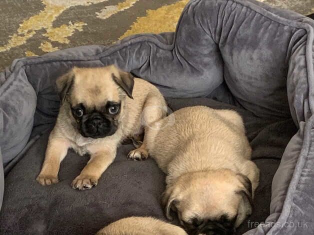 Pugs for sale in Dudley, West Midlands