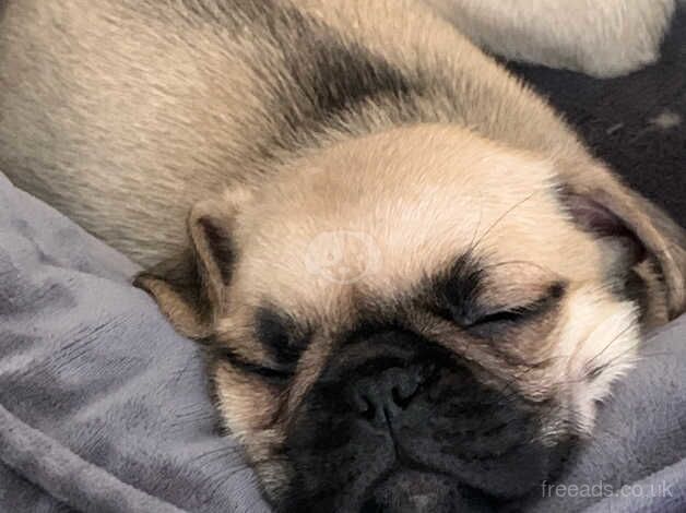 KC Registered Pug Puppies for sale in West Midlands