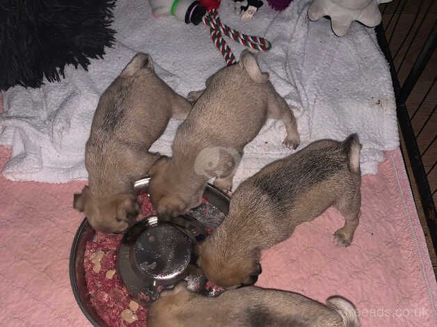 Pug Puppies for sale