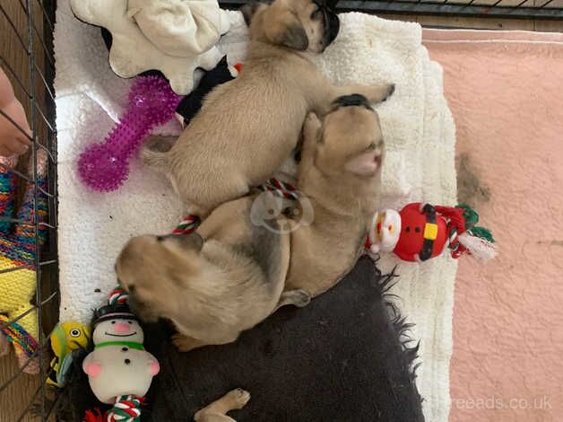 Exotic pug puppies for sale in Dudley, West Midlands - Image 5