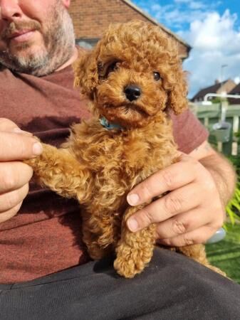 F1B red cavapoo puppies looking for their forever home for sale in Barnsley, South Yorkshire