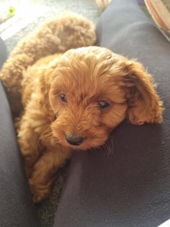 F1B red cavapoo puppies looking for their forever home for sale in Barnsley, South Yorkshire - Image 2