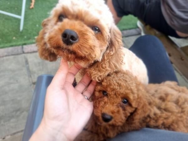 F1B red cavapoo puppies looking for their forever home for sale in Barnsley, South Yorkshire - Image 3