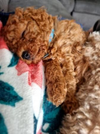 F1B red cavapoo puppies looking for their forever home for sale in Barnsley, South Yorkshire - Image 4