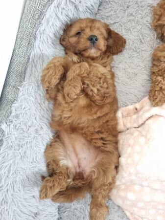 F1B red cavapoo puppies looking for their forever home for sale in Barnsley, South Yorkshire - Image 5