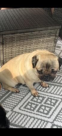 Fawn Pug female looking for loving home for sale in Doncaster, South Yorkshire