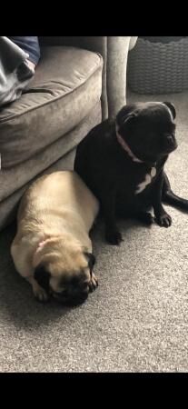 Fawn Pug female looking for loving home for sale in Doncaster, South Yorkshire - Image 2