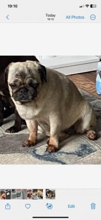 Fawn Pug female looking for loving home for sale in Doncaster, South Yorkshire - Image 3