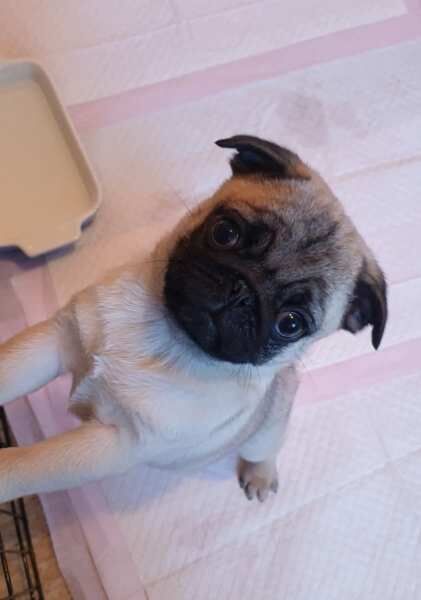 Fawn Pug puppies - Boys & girl for sale in Ryde, Isle of Wight - Image 1