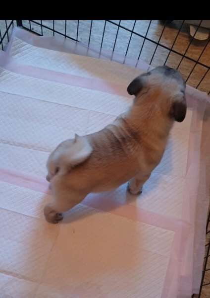 Fawn Pug puppies - Boys & girl for sale in Ryde, Isle of Wight - Image 2