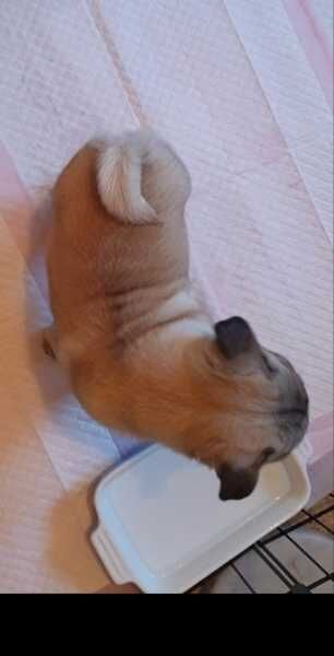 KC Registered Pug Puppies for sale in Isle of Wight