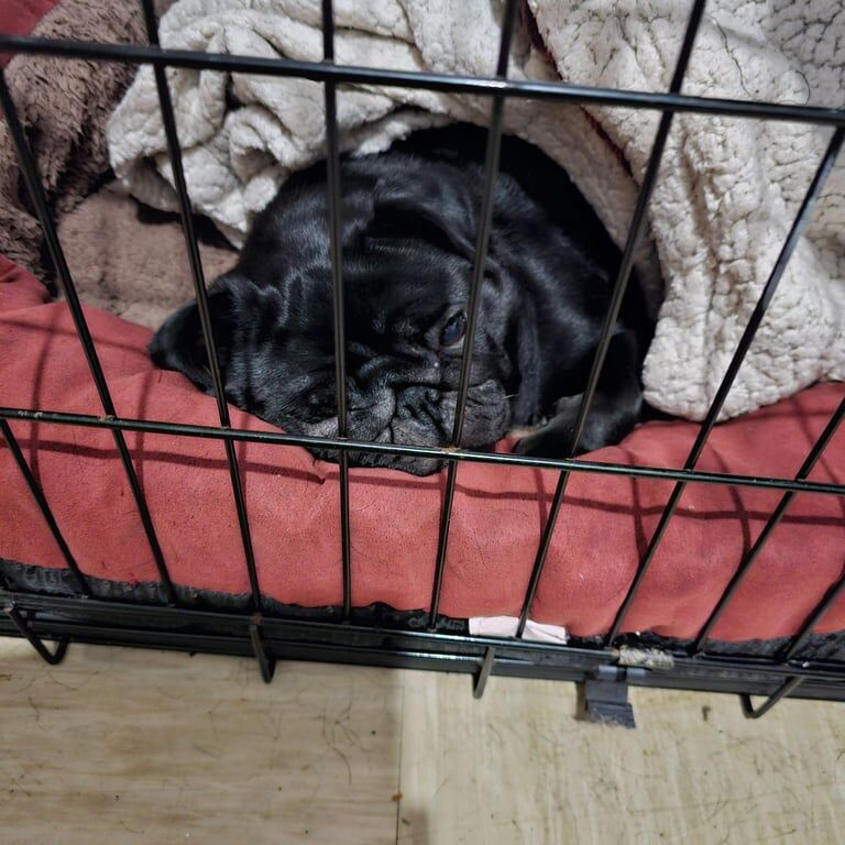 Female pug for sale in Durham, County Durham