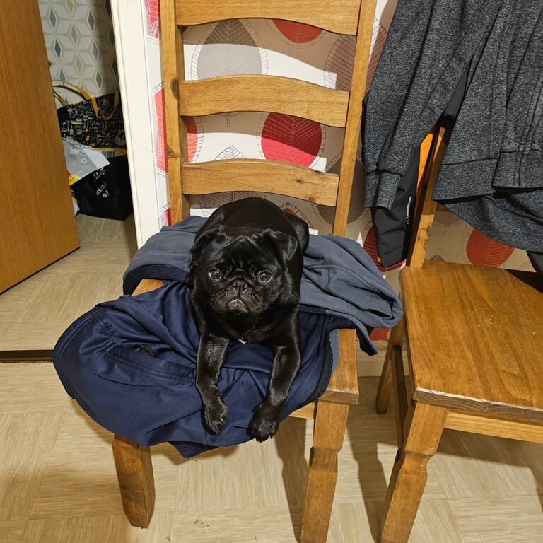 Female pug for sale in Durham, County Durham - Image 2