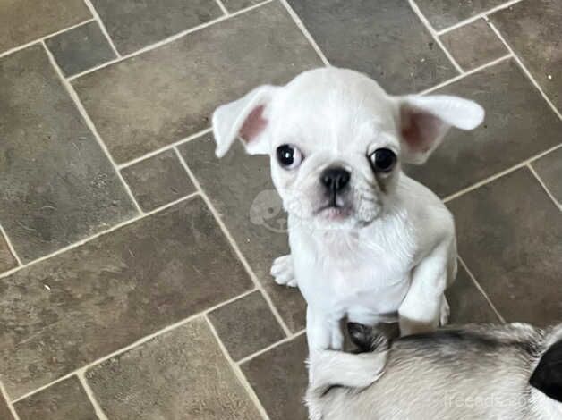 Female pug for sale in Derby, Derbyshire - Image 1