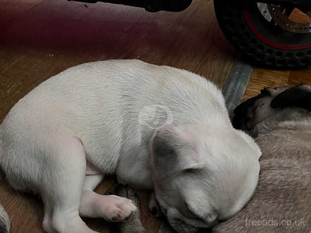 Female pug for sale in Derby, Derbyshire - Image 5