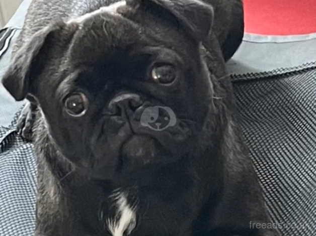 Female pug for sale in Derby, Derbyshire