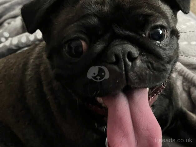 Female pug for sale in Derby, Derbyshire - Image 2