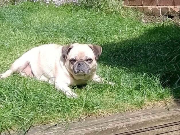 Female pug for sale in Derby, Derbyshire