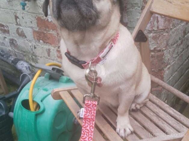 Pugs for sale in Derby, Derbyshire