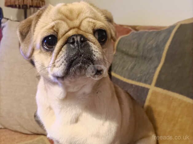 Female Pug for sale in Desborough, Northamptonshire - Image 2