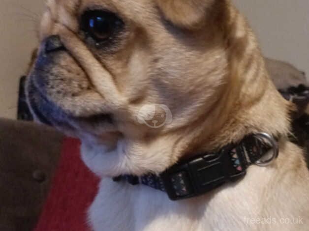 Female Pug for sale in Desborough, Northamptonshire - Image 4