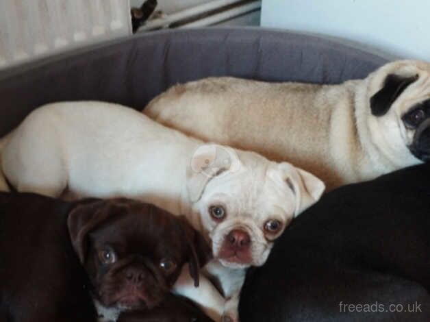 Female pug for sale in Great Yarmouth, Norfolk