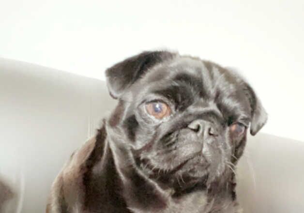 Female pug for sale in Kingston upon Hull, East Riding of Yorkshire