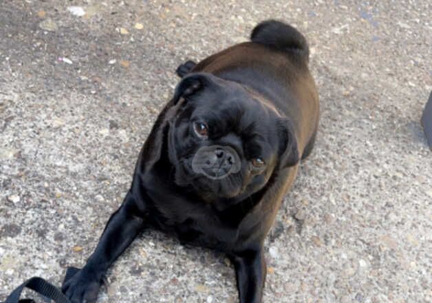 Pugs for sale in Kingston upon Hull, East Riding of Yorkshire