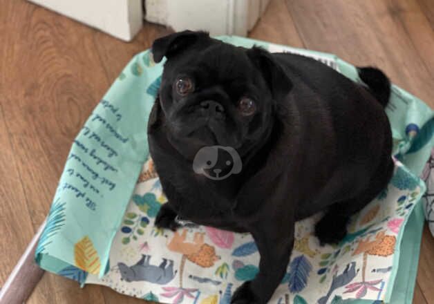 Female pug for sale in Kingston upon Hull, East Riding of Yorkshire - Image 3