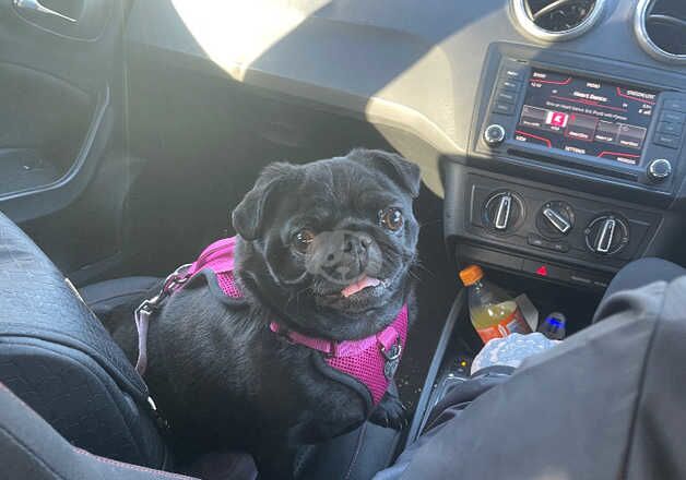 Female pug for sale in Kingston upon Hull, East Riding of Yorkshire - Image 4