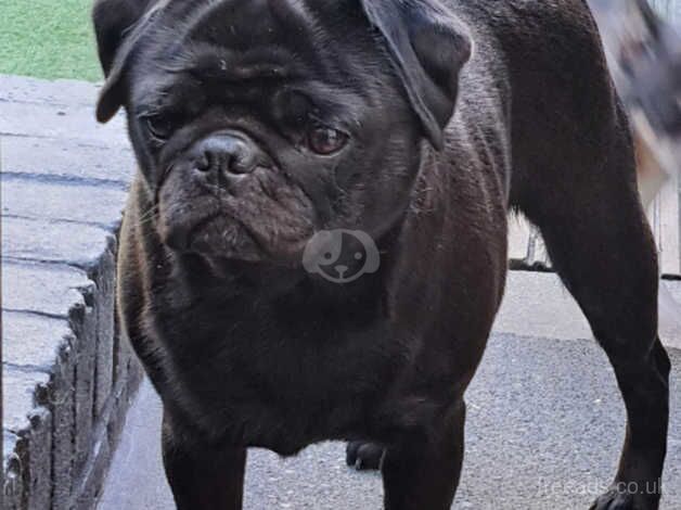 Female Pug for sale in Orpington, Bromley, Greater London