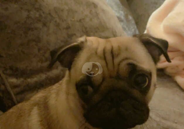 Female pug for sale in Runcorn, Cheshire