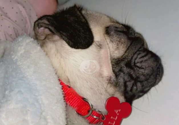 Female pug for sale in Runcorn, Cheshire - Image 2