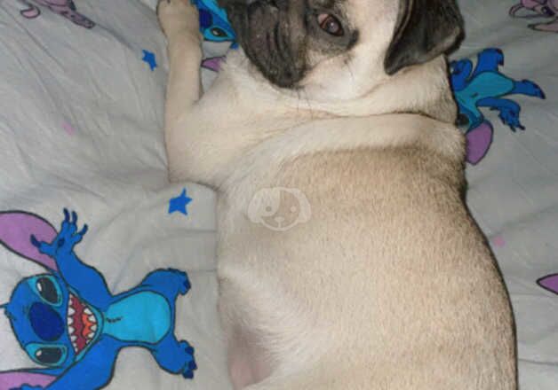 Female pug for sale in Runcorn, Cheshire - Image 3