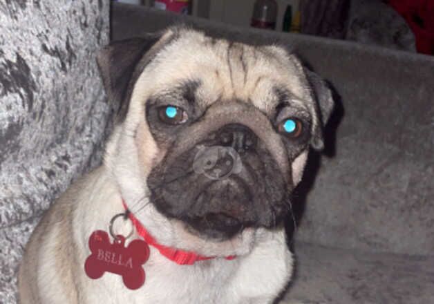 Female pug for sale in Runcorn, Cheshire - Image 4