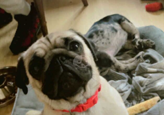 Female pug for sale in Runcorn, Cheshire - Image 5