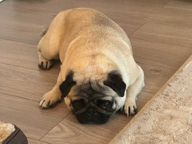 Female pug for sale in Sale, Greater Manchester - Image 1