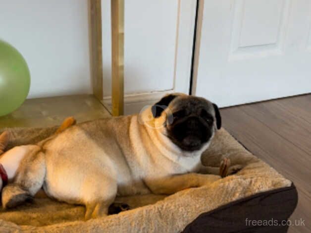 Female pug for sale in Sale, Greater Manchester - Image 2