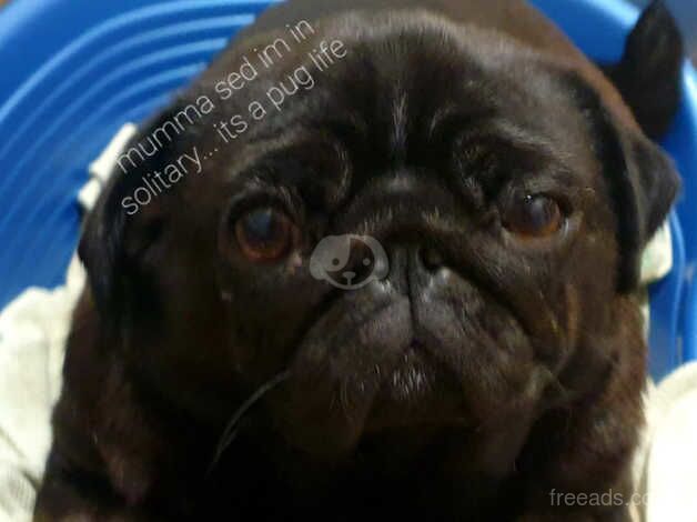 Female pug for sale in Stoke-on-Trent, Staffordshire - Image 1