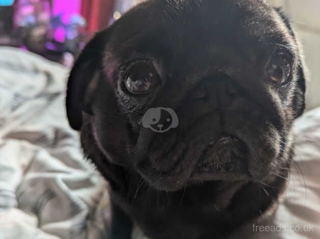 Female pug for sale in Stoke-on-Trent, Staffordshire - Image 2